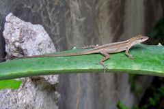 Anolis wellbornae