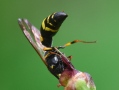 Symmorphus crassicornis