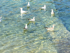 Chroicocephalus ridibundus