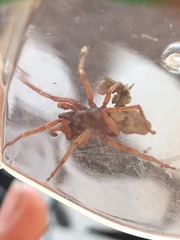 Dysdera crocata