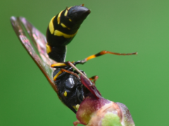 Symmorphus crassicornis