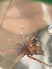 Dysdera crocata