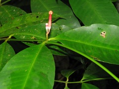 Tabernaemontana undulata