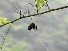Ormosia semicastrata