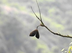 Ormosia semicastrata