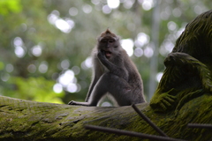 Macaca fascicularis
