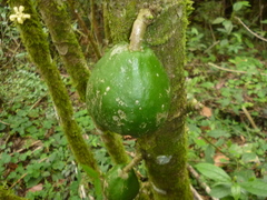 Vasconcellea cauliflora