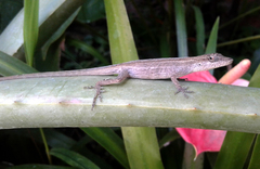 Anolis wellbornae