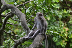 Macaca fascicularis