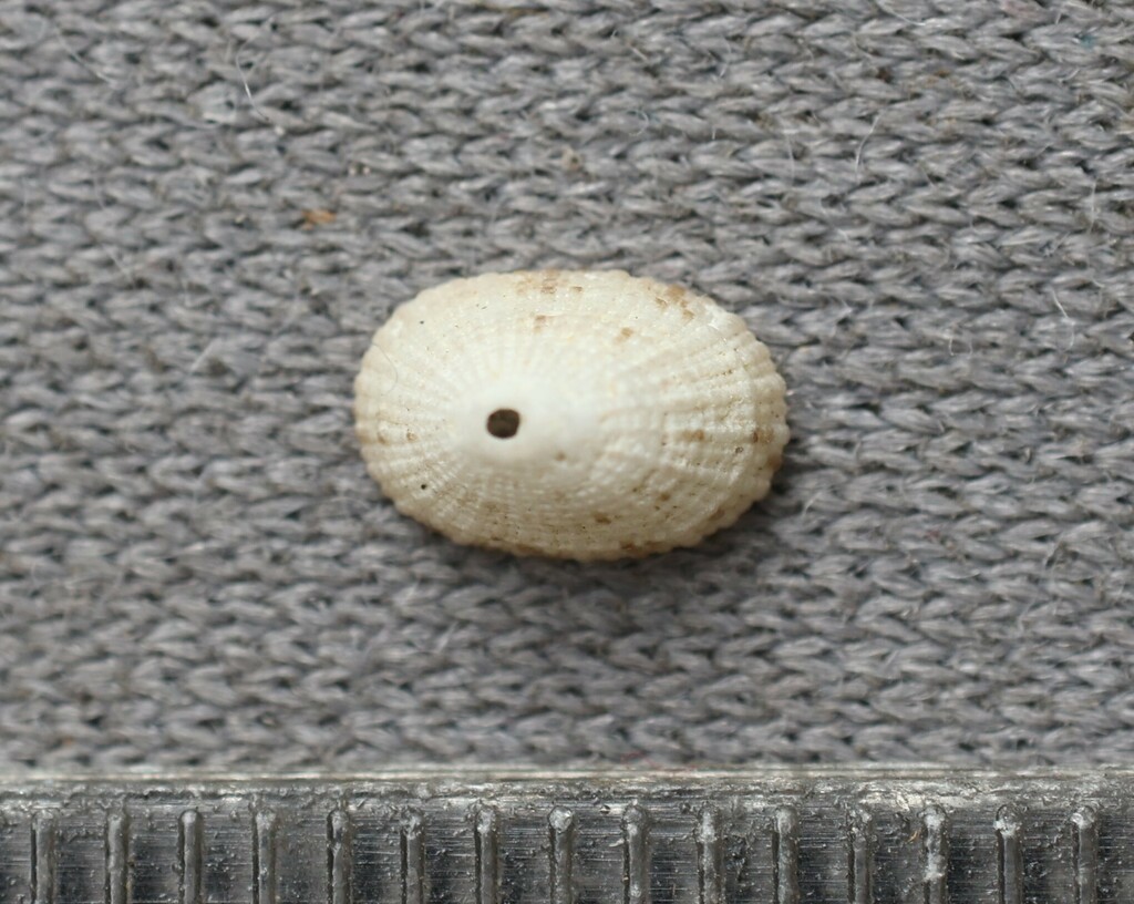 Diodora pusilla