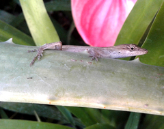Anolis wellbornae