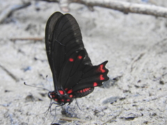 Mimoides phaon phaon