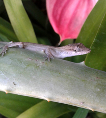 Anolis wellbornae