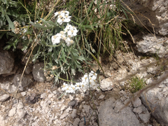 Achillea macrophylla