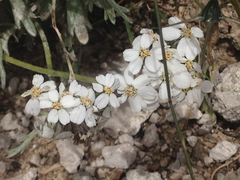 Achillea macrophylla