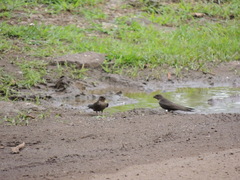 Ptyonoprogne concolor