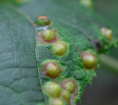 Didymomyia tiliacea