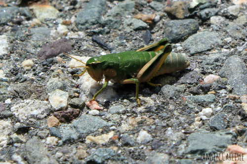 Tribe Conophymini · iNaturalist