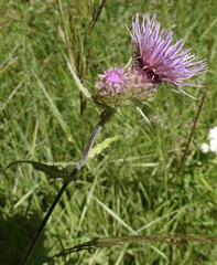 Cirsium remotifolium
