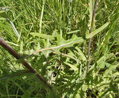 Cirsium remotifolium