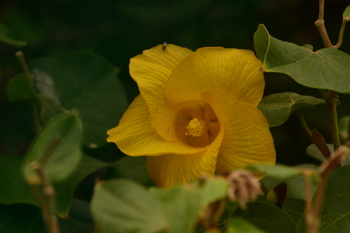 sea hibiscus (Hibiscus tiliaceus)
