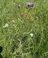 Cirsium remotifolium