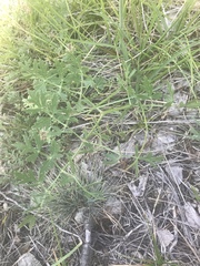 Peucedanum oreoselinum