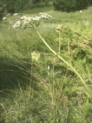 Peucedanum oreoselinum