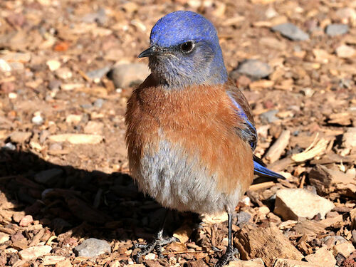 Western Bluebird photographed in Arizona