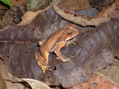 Incilius leucomyos