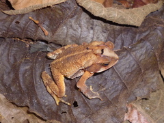 Incilius leucomyos