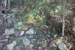 Blechnum australe australe