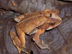 Incilius leucomyos