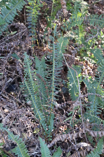 Blechnum australe (Blechnum australe)