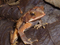 Incilius leucomyos