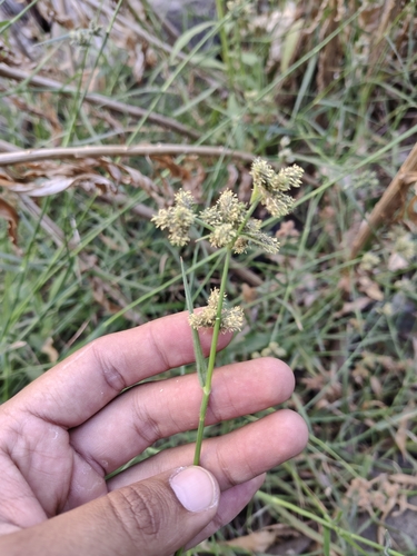Image of Fuirena simplex by (c) Abraham Sánchez Romero, some rights reserved (CC BY)