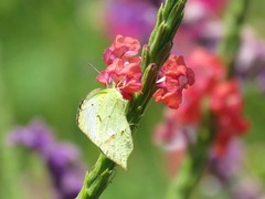 Abaeis mexicana