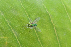 Dolichopodidae
