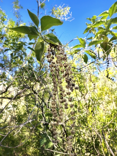 Buddleja crotonoides (Buddleja crotonoides)