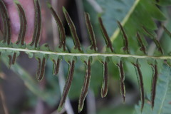 Blechnum australe australe