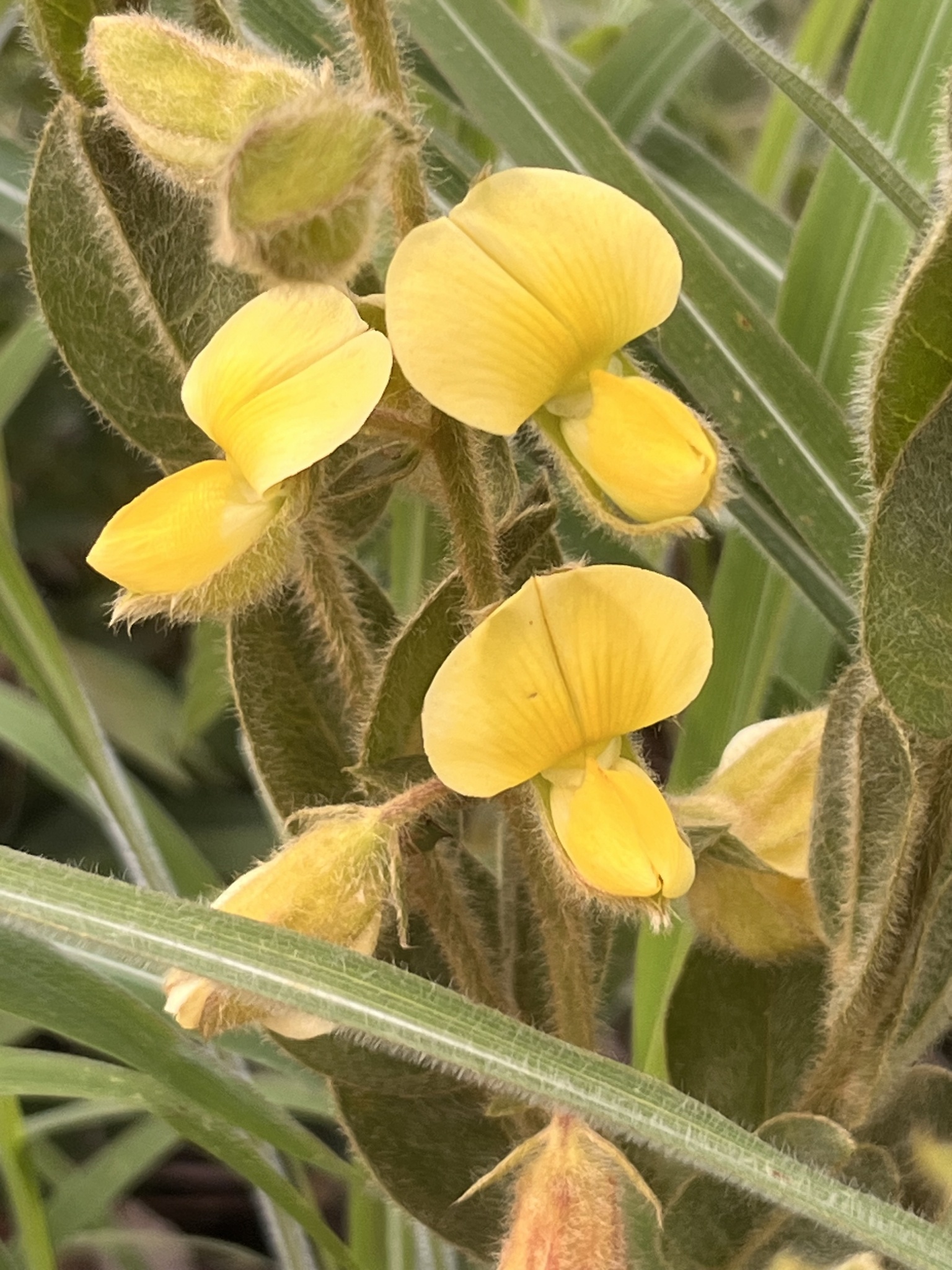 Crotalaria flavicoma
