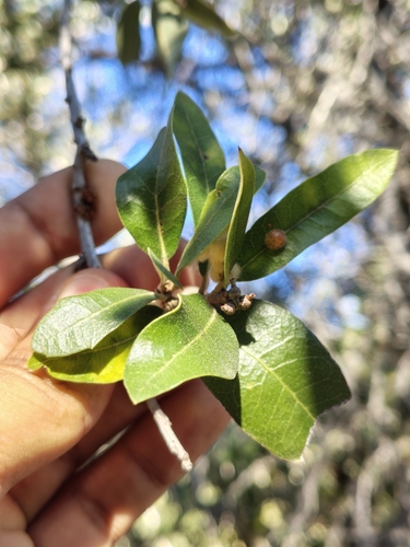 Image of Quercus brandegeei by (c) Abraham Sánchez Romero, some rights reserved (CC BY)