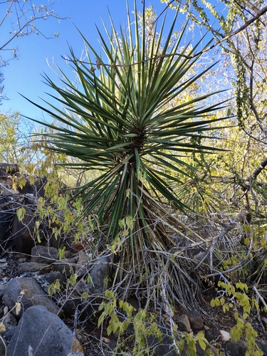 Image of Yucca capensis by (c) Abraham Sánchez Romero, some rights reserved (CC BY)