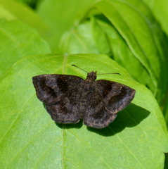 Erynnini