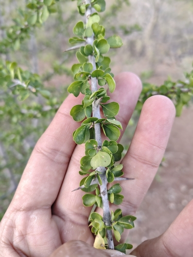 Image of Randia obcordata by (c) Abraham Sánchez Romero, some rights reserved (CC BY)