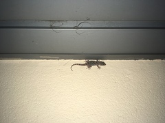 Tarentola mauritanica