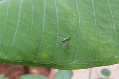 Dolichopodidae