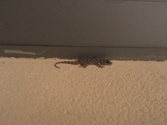 Tarentola mauritanica