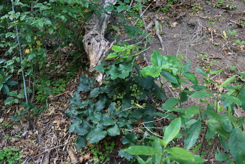 Image of Knowltonia vesicatoria by (c) Tony Rebelo, some rights reserved (CC BY-SA)
