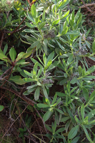 Lobostemon montanus, photograph 4